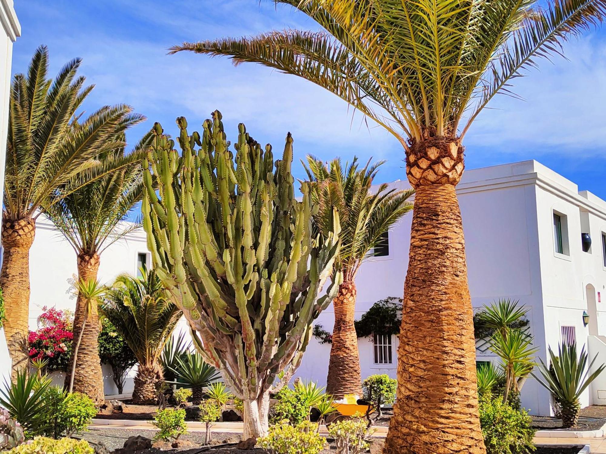 Flor De Las Dunas Pools Wifi Tennis Bikes For Free Corralejo Dış mekan fotoğraf